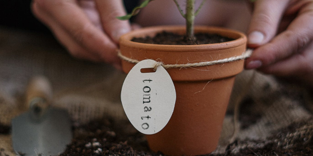 Photo of hands around a healthy potted plant.