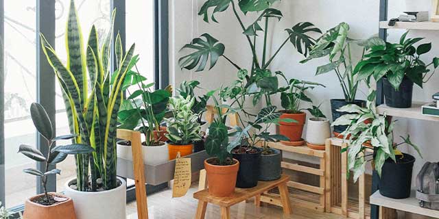 A photo of multiple indoor plants.